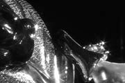 images/album/r_cicada.jpg